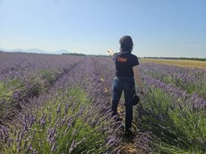 Tour Didattico della Lavanda Francia Meridionale 2026 Guida Sicura Moto in Coppia 211b1ff5 1a5d 44ee 95ac ab18e6ac85aa