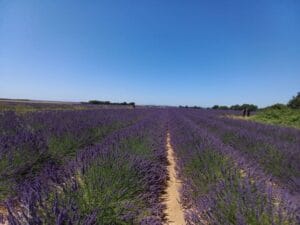 Tour Didattico della Lavanda Francia Meridionale 2026 Guida Sicura Moto in Coppia 2980b2a5 1e73 48d3 b5d2 1fce1502ac51